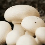 مجموعه سوالات پرورش قارج دکمه ای